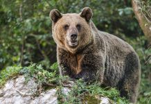La fruta, la principal razón por la que los osos visitan los pueblos de la Cordillera Cantábrica