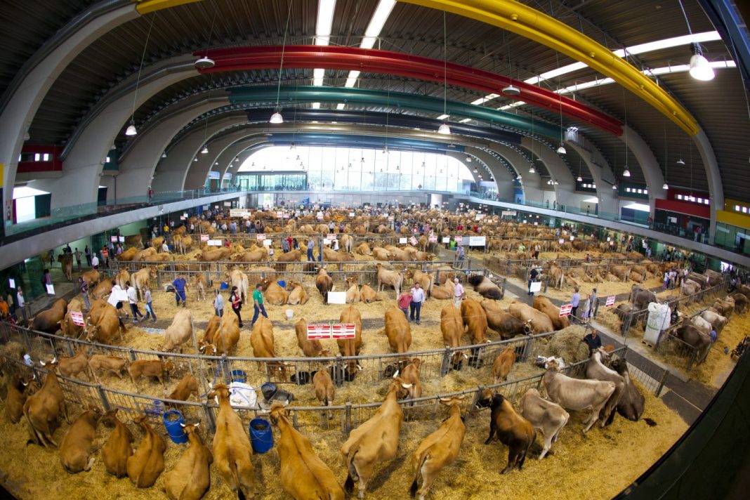 El 137 Concurso de Ganado de San Agustín cuenta con 453 reses inscritas