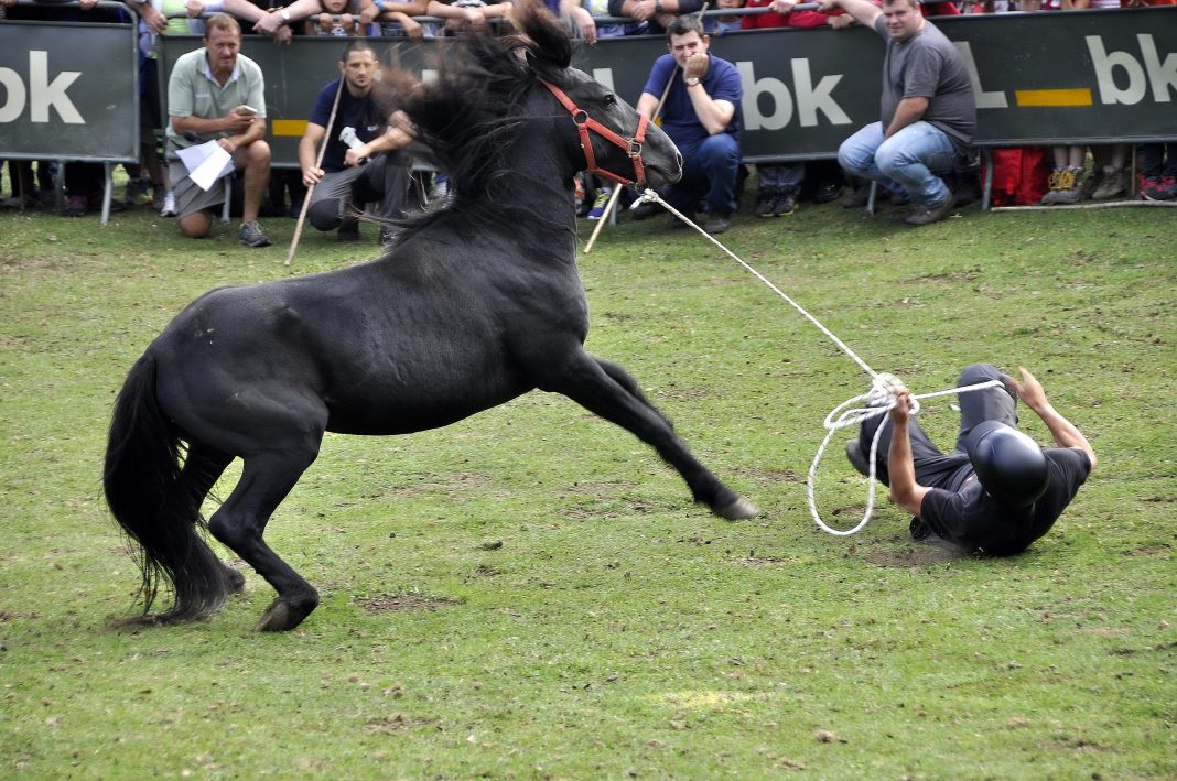 La Fiesta del Asturcón, declarada de interés turístico nacional